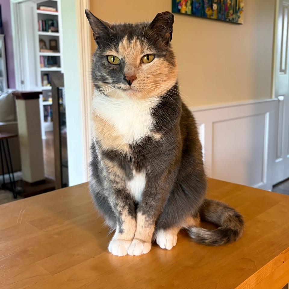 Enlarge Bailey, a Adoptable Domestic Short Hair in Johnson City, TN image 2/5