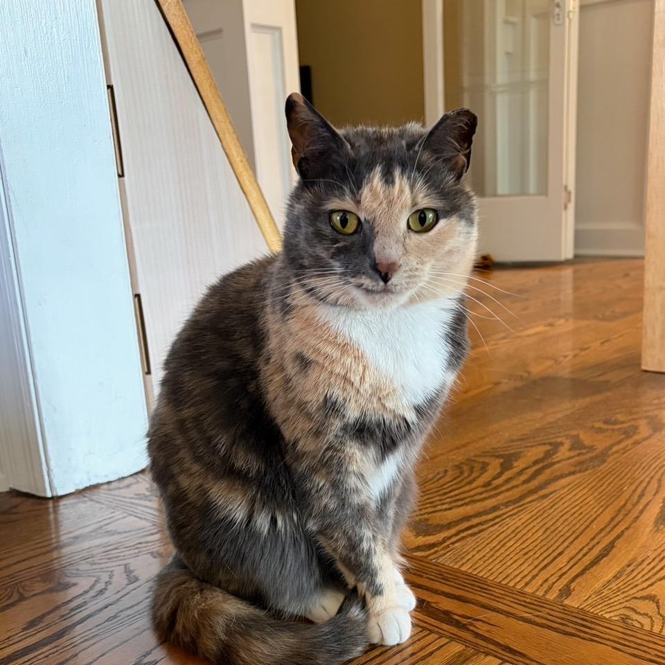 Enlarge Bailey, a Adoptable Domestic Short Hair in Johnson City, TN image 4/5