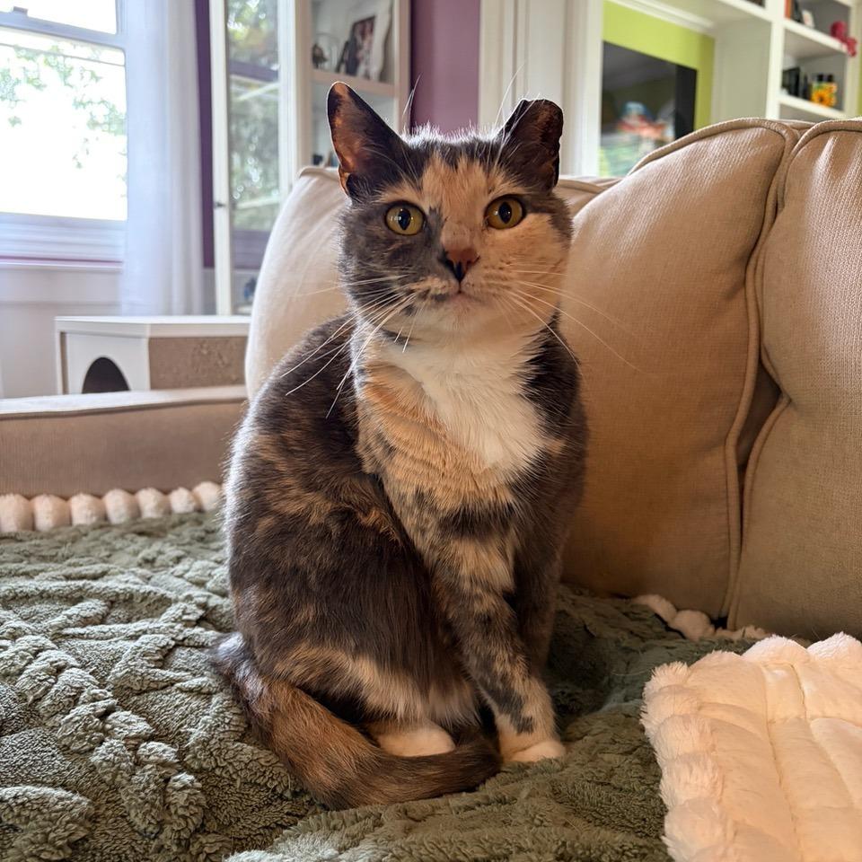Enlarge Bailey, a Adoptable Domestic Short Hair in Johnson City, TN image 5/5