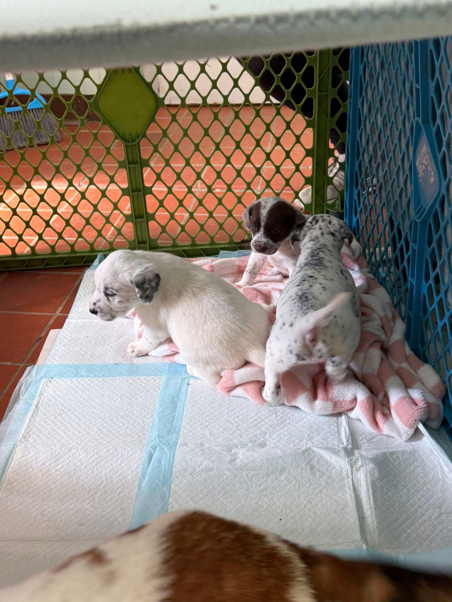 Foster HONEY & PUPS!