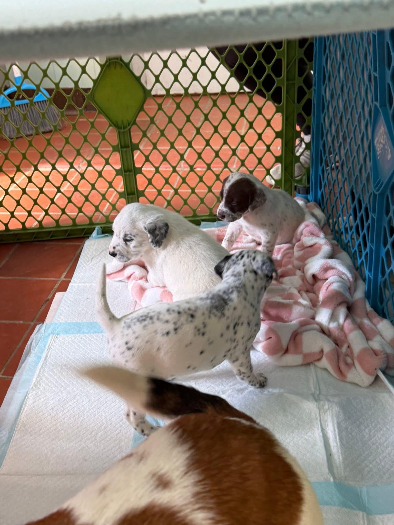 Foster HONEY & PUPS!