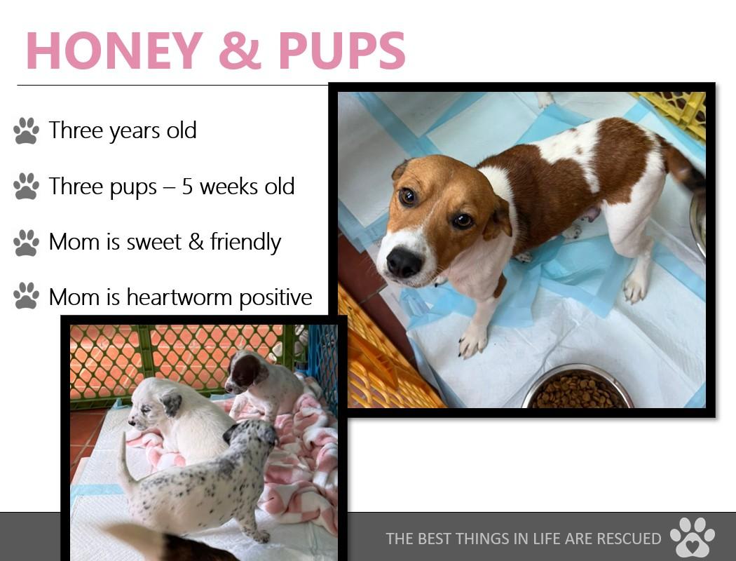 Foster HONEY & PUPS!
