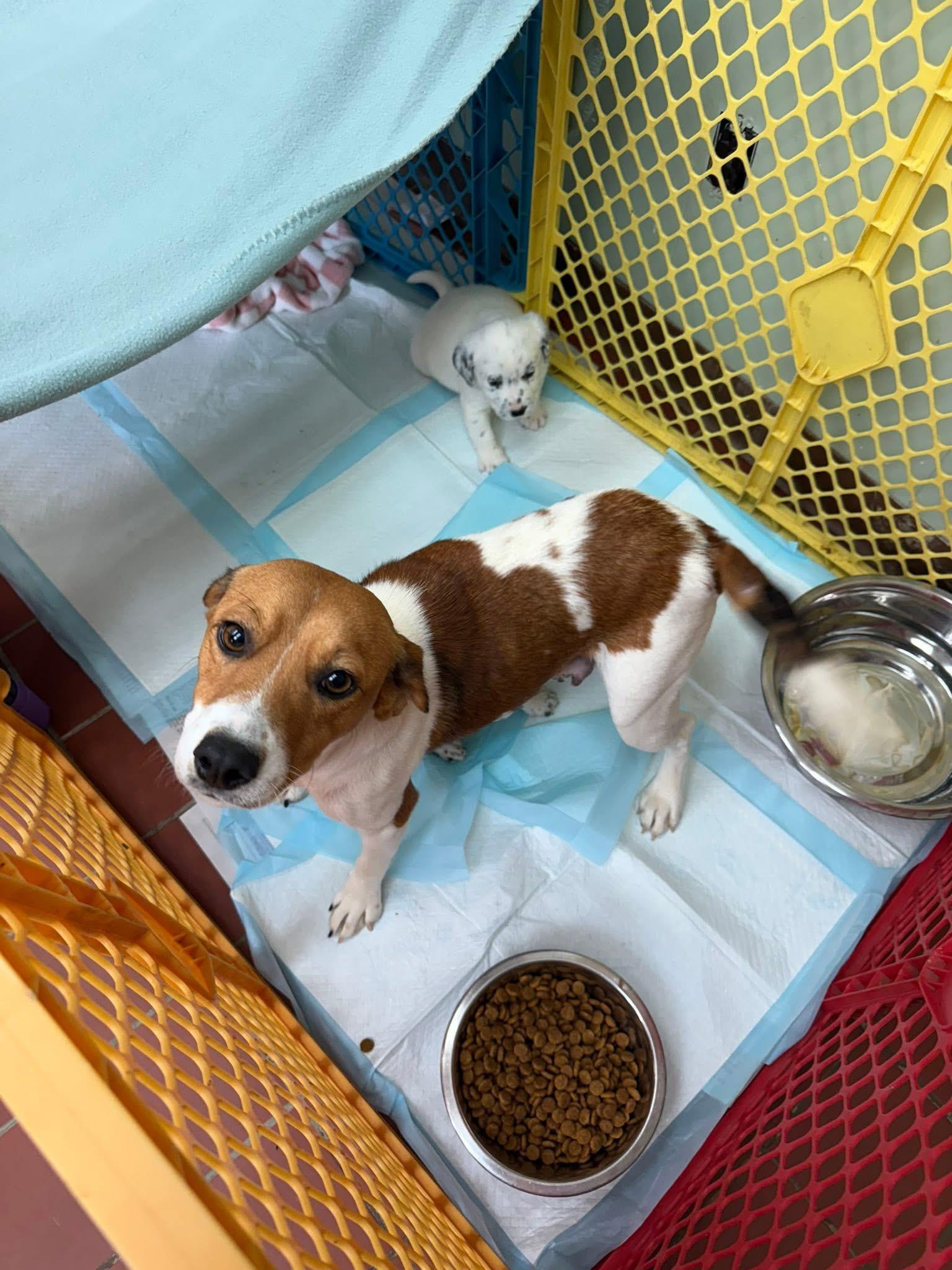 Foster HONEY & PUPS!