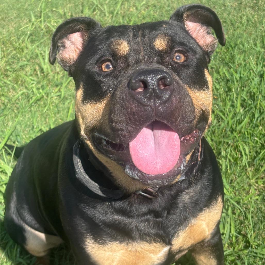 Enlarge Azul, a Adoptable American Staffordshire Terrier in League City, TX image 1/6