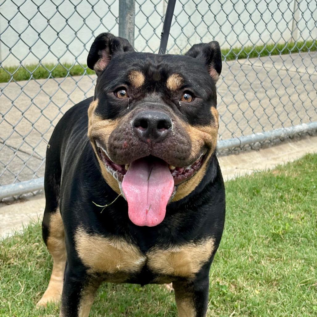 Enlarge Azul, a Adoptable American Staffordshire Terrier in League City, TX image 2/6