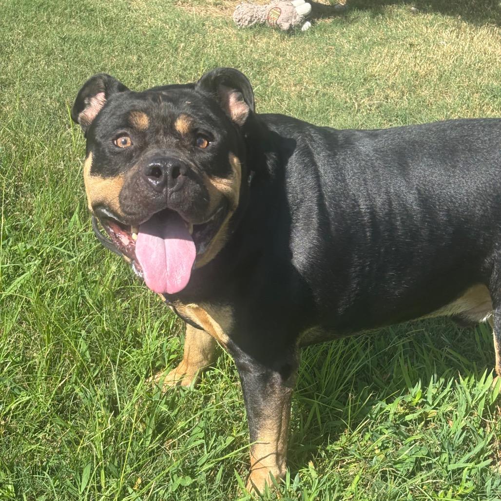 Enlarge Azul, a Adoptable American Staffordshire Terrier in League City, TX image 3/6