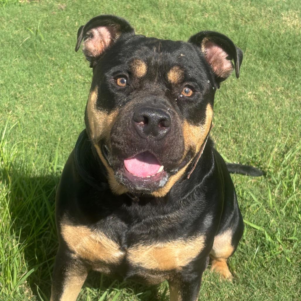 Enlarge Azul, a Adoptable American Staffordshire Terrier in League City, TX image 4/6