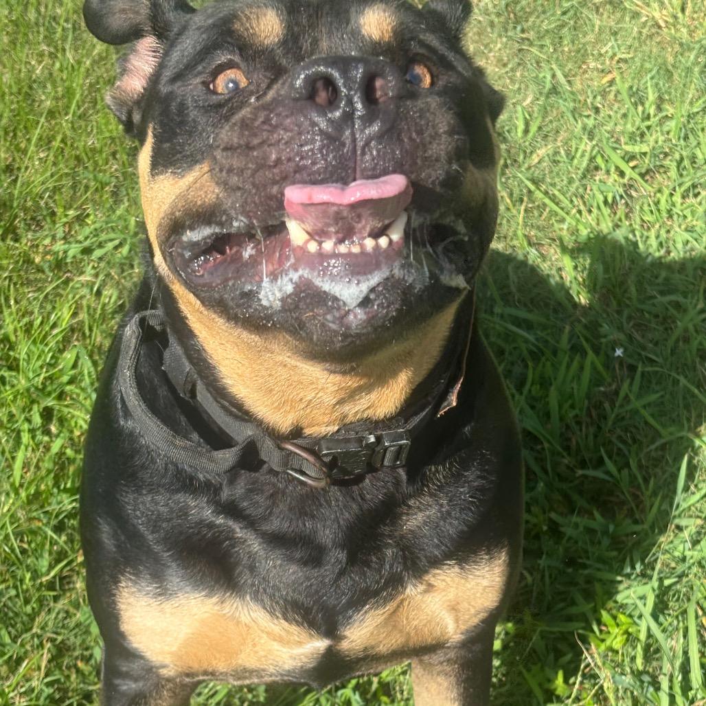 Enlarge Azul, a Adoptable American Staffordshire Terrier in League City, TX image 5/6