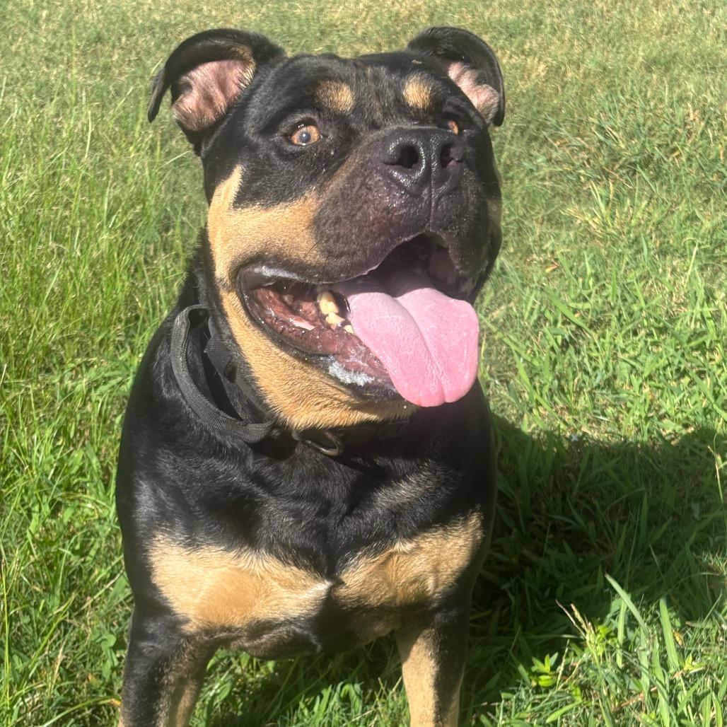 Enlarge Azul, a Adoptable American Staffordshire Terrier in League City, TX image 6/6