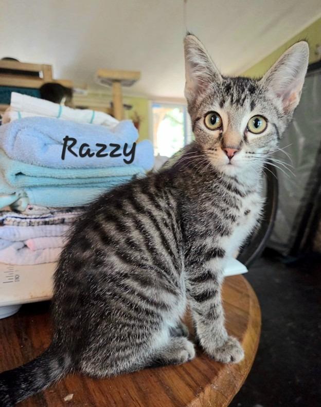 Enlarge Razzy, a Adoptable mixed breed in Lunenburg, MA image 1/1
