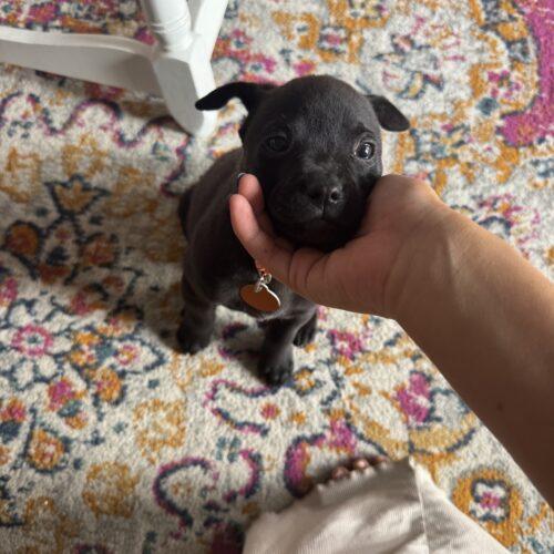 Cash, Adoptable, Puppy Male French Bulldog & English Bulldog.