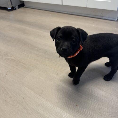 Enlarge Cash, a Adoptable mixed breed in Christiansburg, VA image 2/5