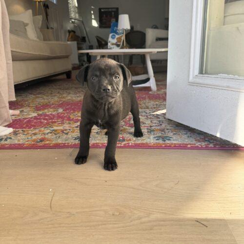 Enlarge Cash, a Adoptable mixed breed in Christiansburg, VA image 3/5