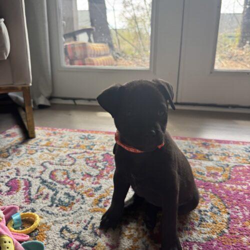 Enlarge Cash, a Adoptable mixed breed in Christiansburg, VA image 4/5