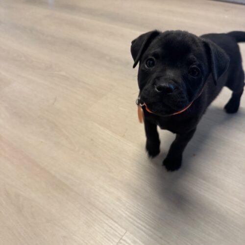 Enlarge Cash, a Adoptable mixed breed in Christiansburg, VA image 5/5