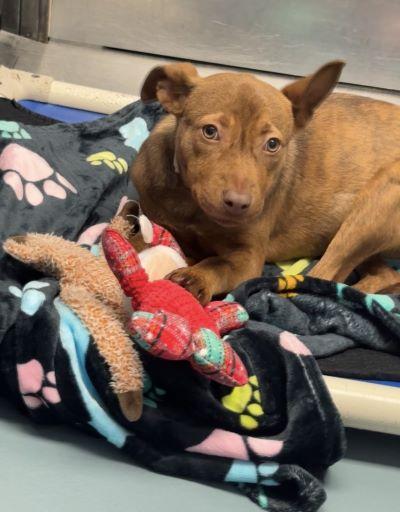 COCO, Adoptable, Puppy Female German Shepherd Dog & Mixed Breed.