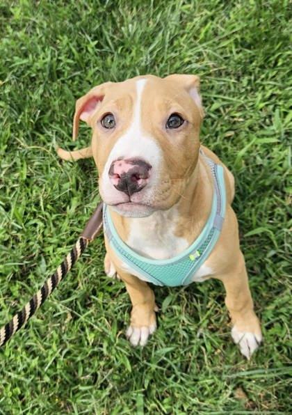 Cricket — thumbnail 2