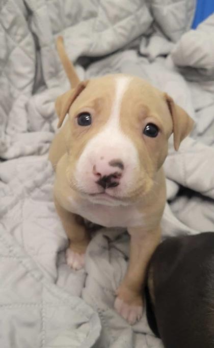 Cricket — thumbnail 3