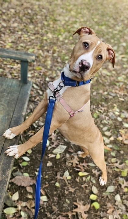 Cricket — thumbnail 4