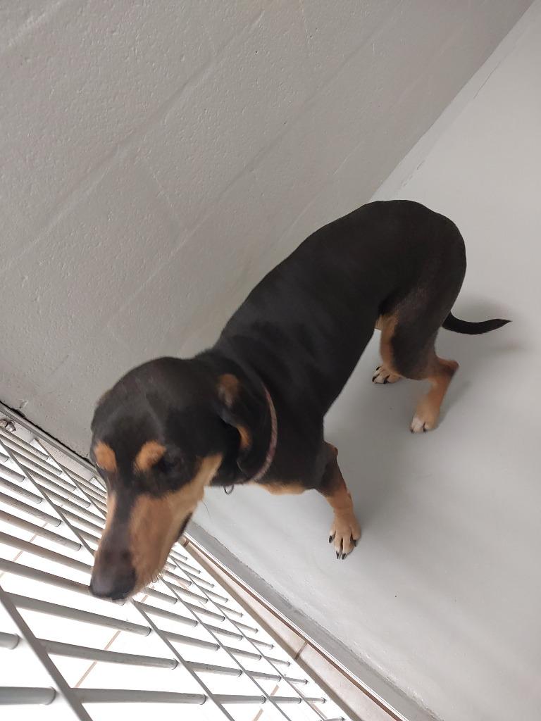 Remey, Adoptable, Young Female Doberman Pinscher.