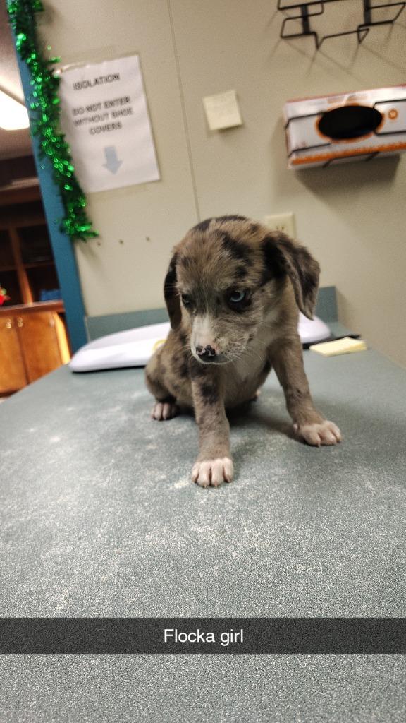 Enlarge Flicka, a Adoptable mixed breed in Center, TX image 1/1