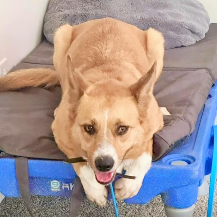 Enlarge Fiona, a Adoptable mixed breed in Attica, MI image 5/6