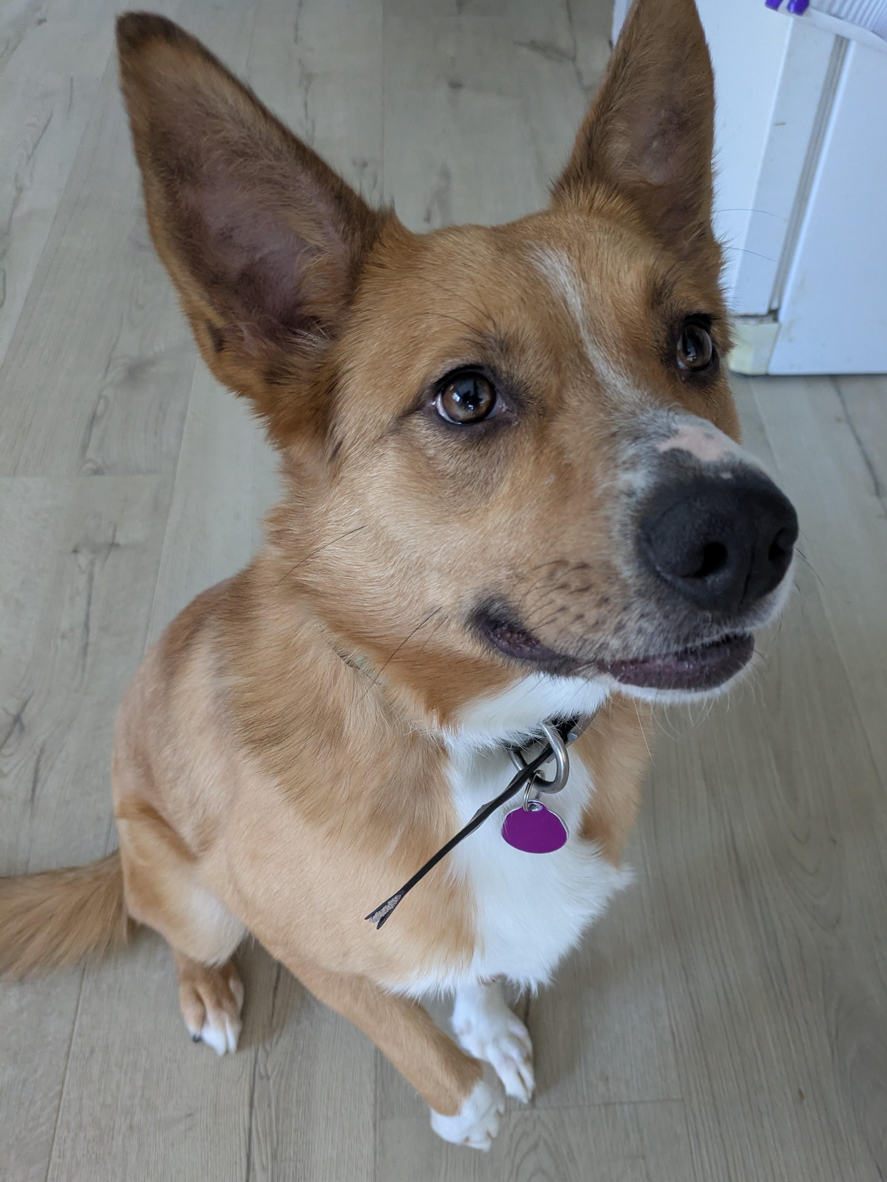 Enlarge Fiona, a Adoptable mixed breed in Attica, MI image 2/6