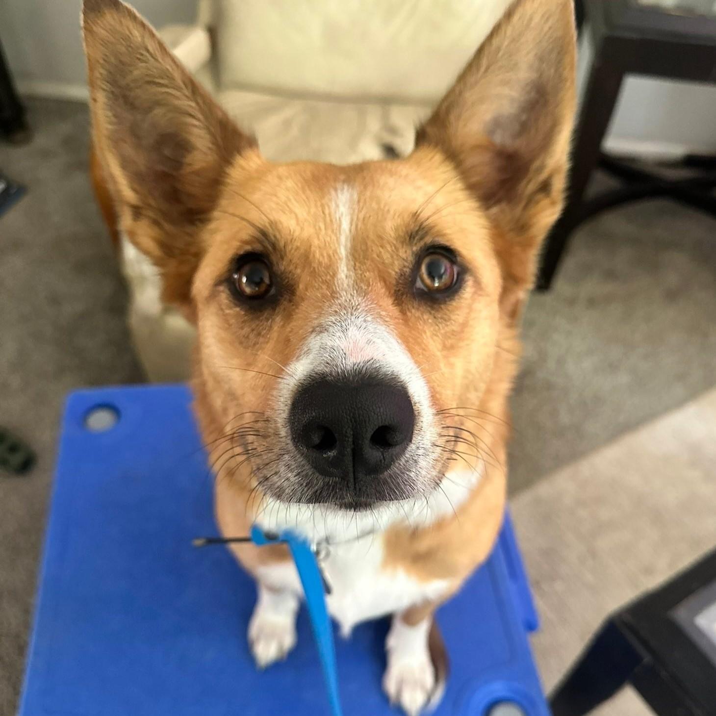 Enlarge Fiona, a Adoptable mixed breed in Attica, MI image 3/6