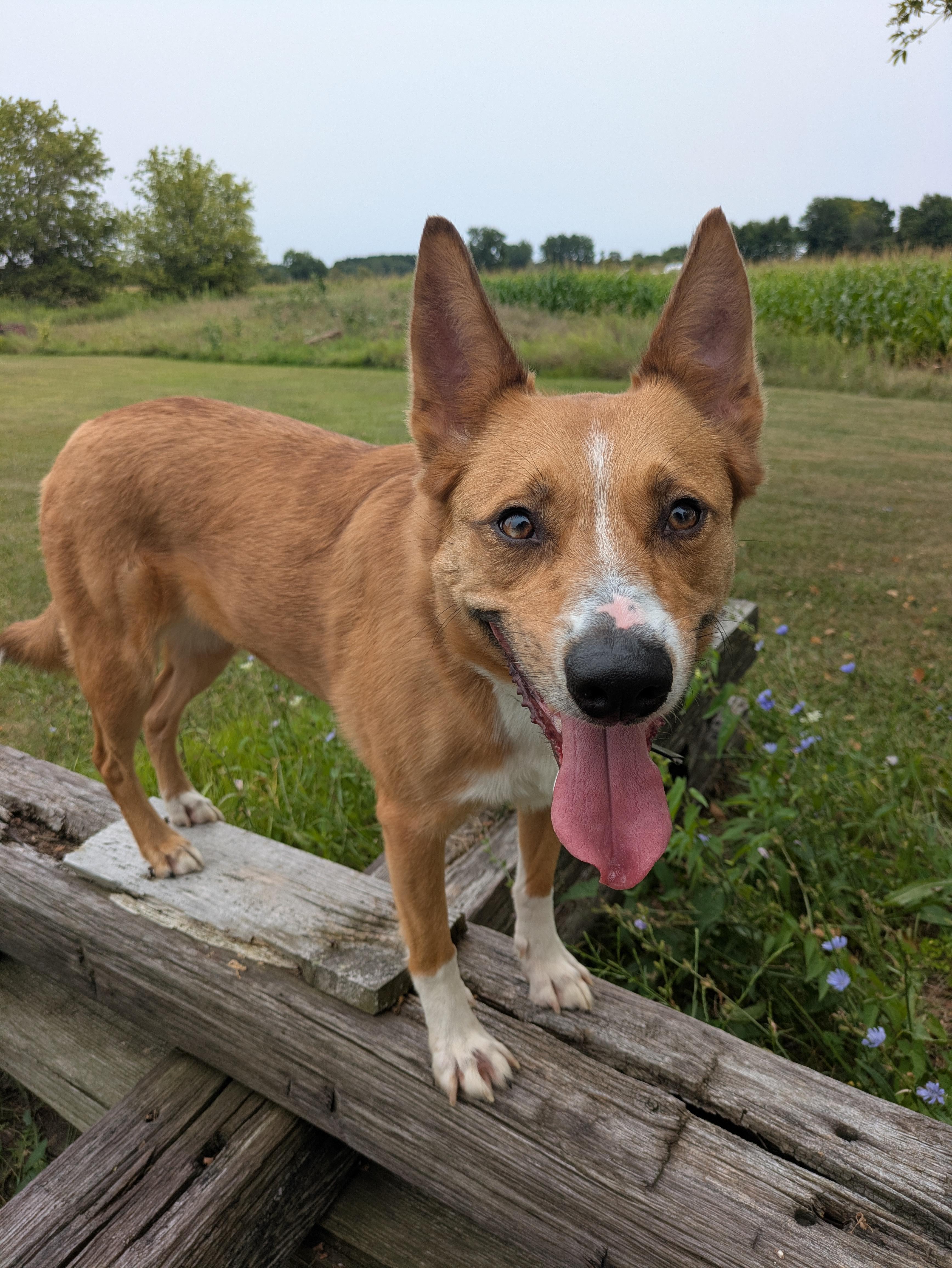 Fiona, a Adoptable mixed breed in Attica, MI image 1/4