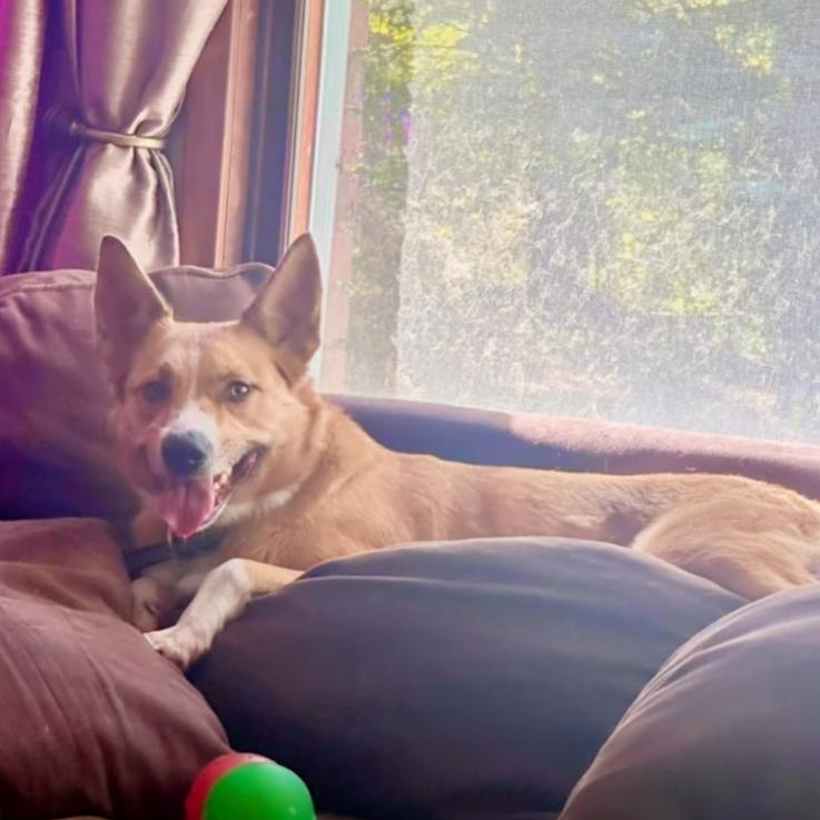 Enlarge Fiona, a Adoptable mixed breed in Attica, MI image 4/6