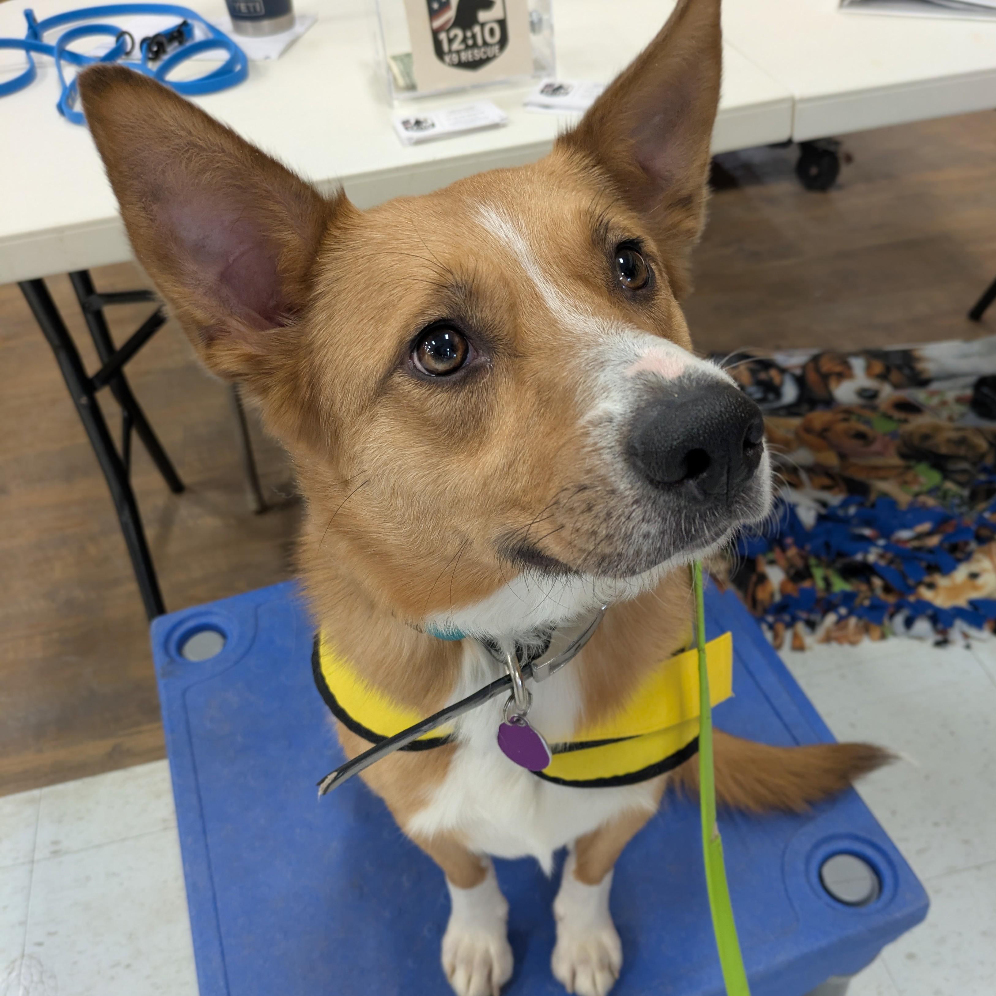 Fiona, Adoptable, Adult Female Australian Cattle Dog / Blue Heeler & Shepherd.