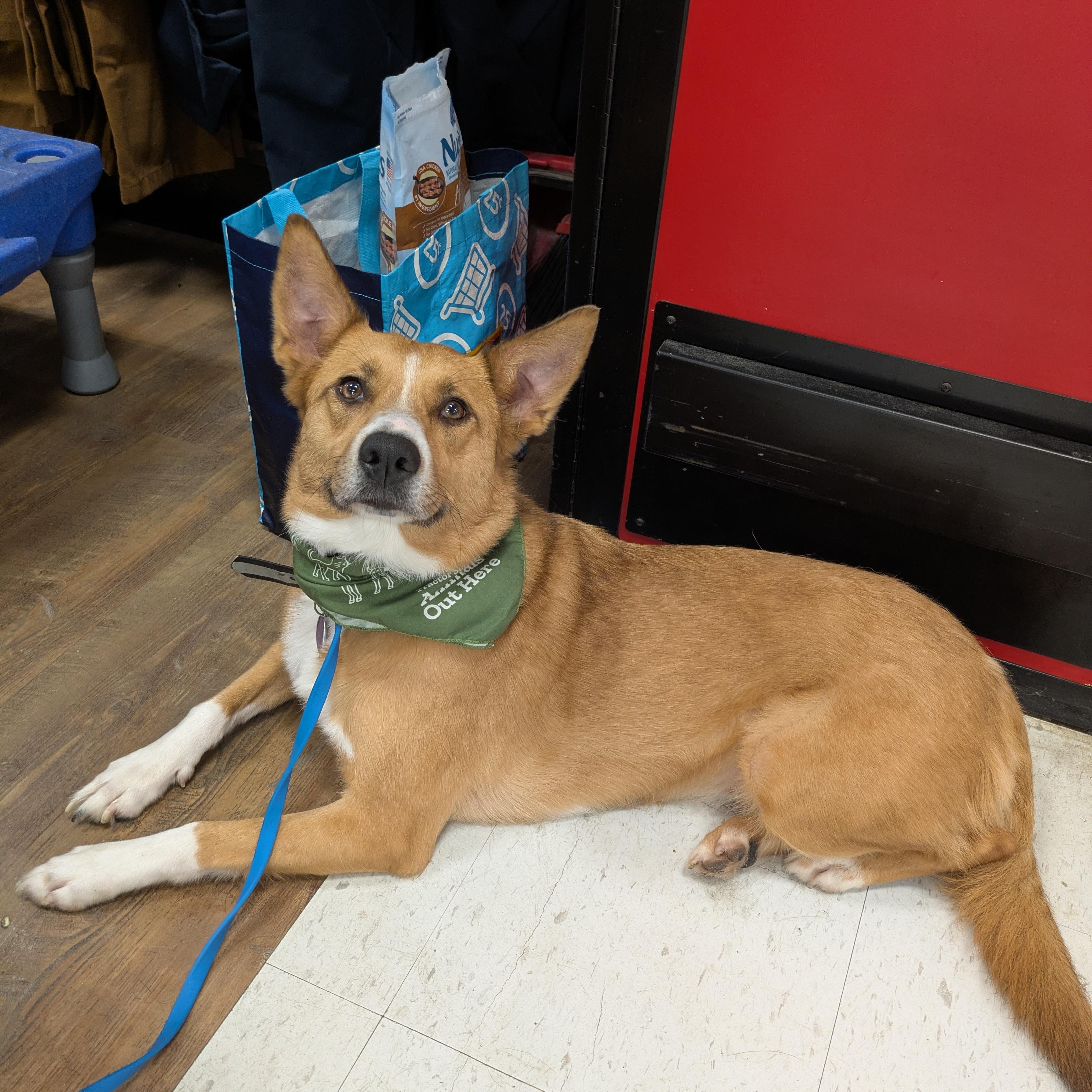 Fiona, a Adoptable mixed breed in Attica, MI image 1/6