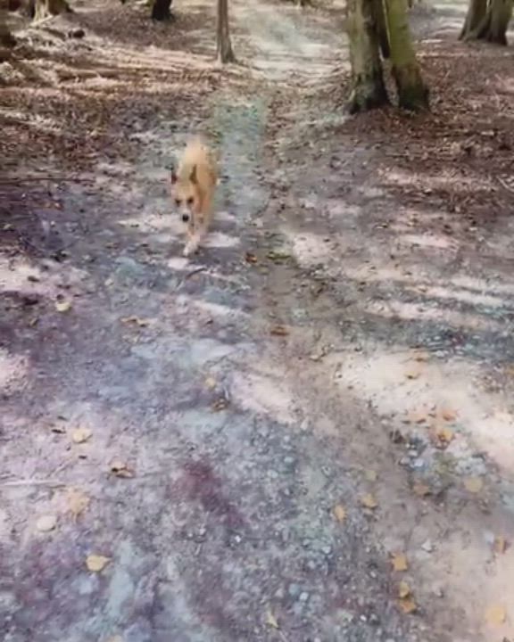 Enlarge Fiona, a Adoptable mixed breed in Attica, MI video 6/6