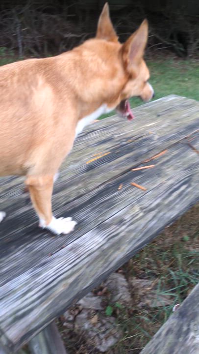 Enlarge Fiona, a Adoptable mixed breed in Attica, MI video 4/4