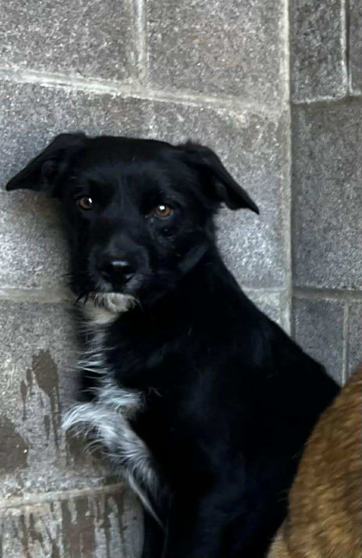 Shaggy, ADOPTABLE, Young Male Mixed Breed.
