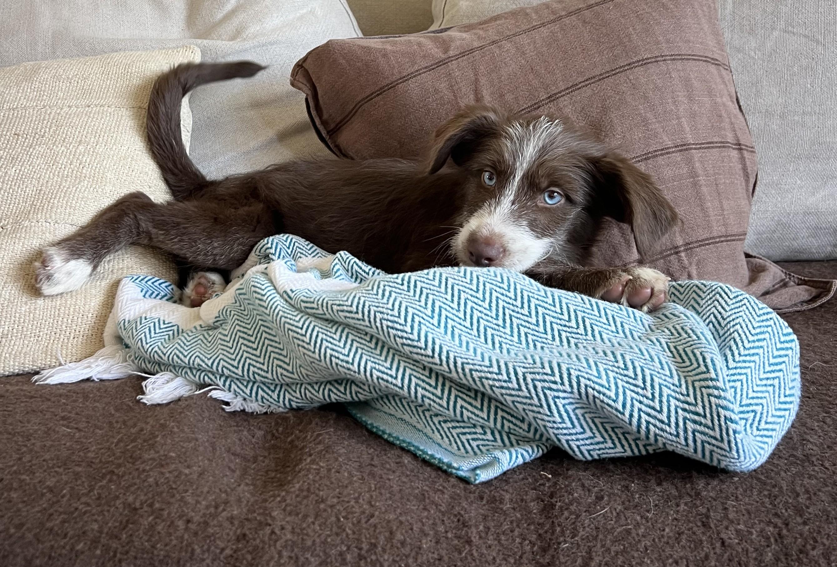 Cosima, Adoptable, Puppy Female Australian Shepherd.