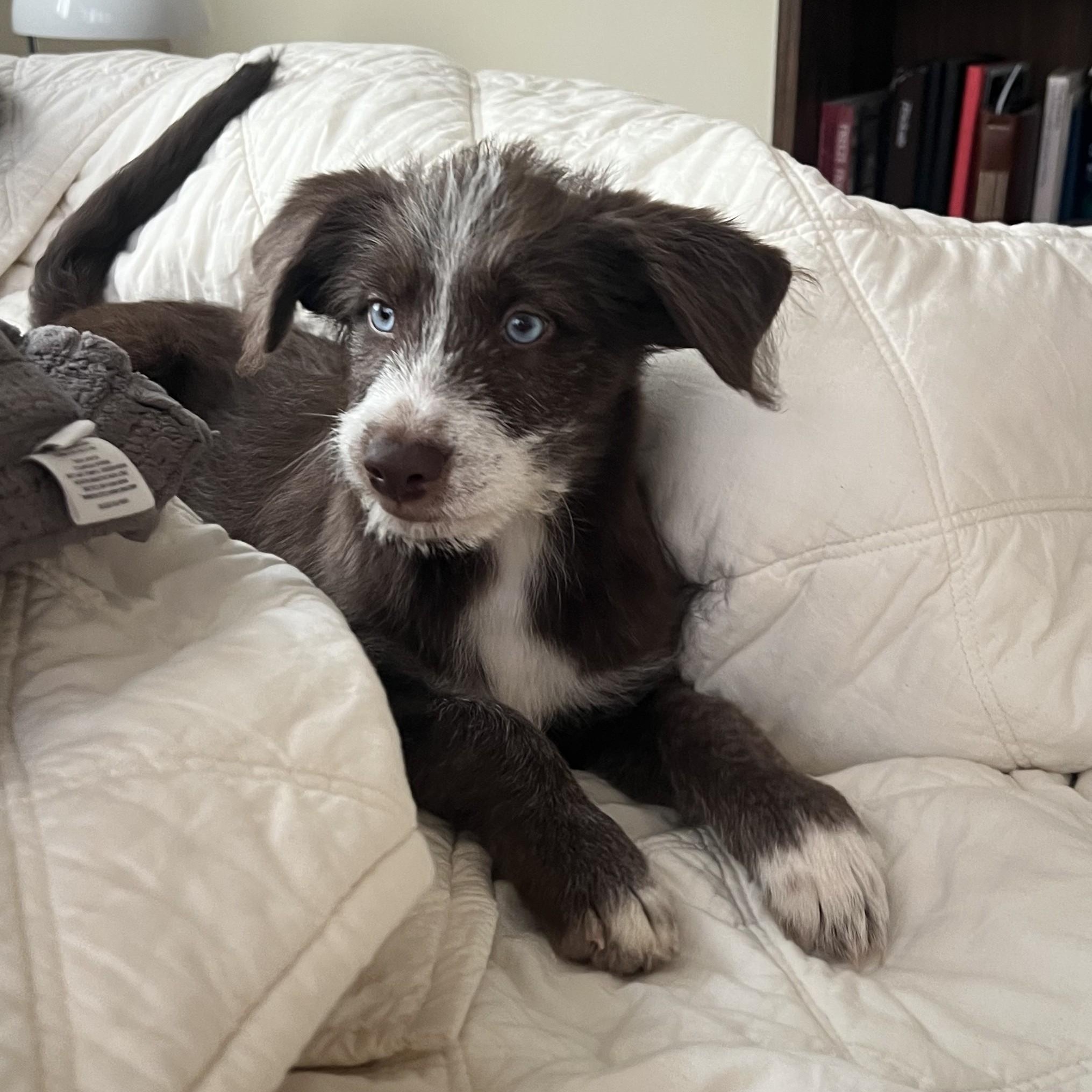 Enlarge Cosima, a Adoptable mixed breed in Los Angeles, CA image 2/5