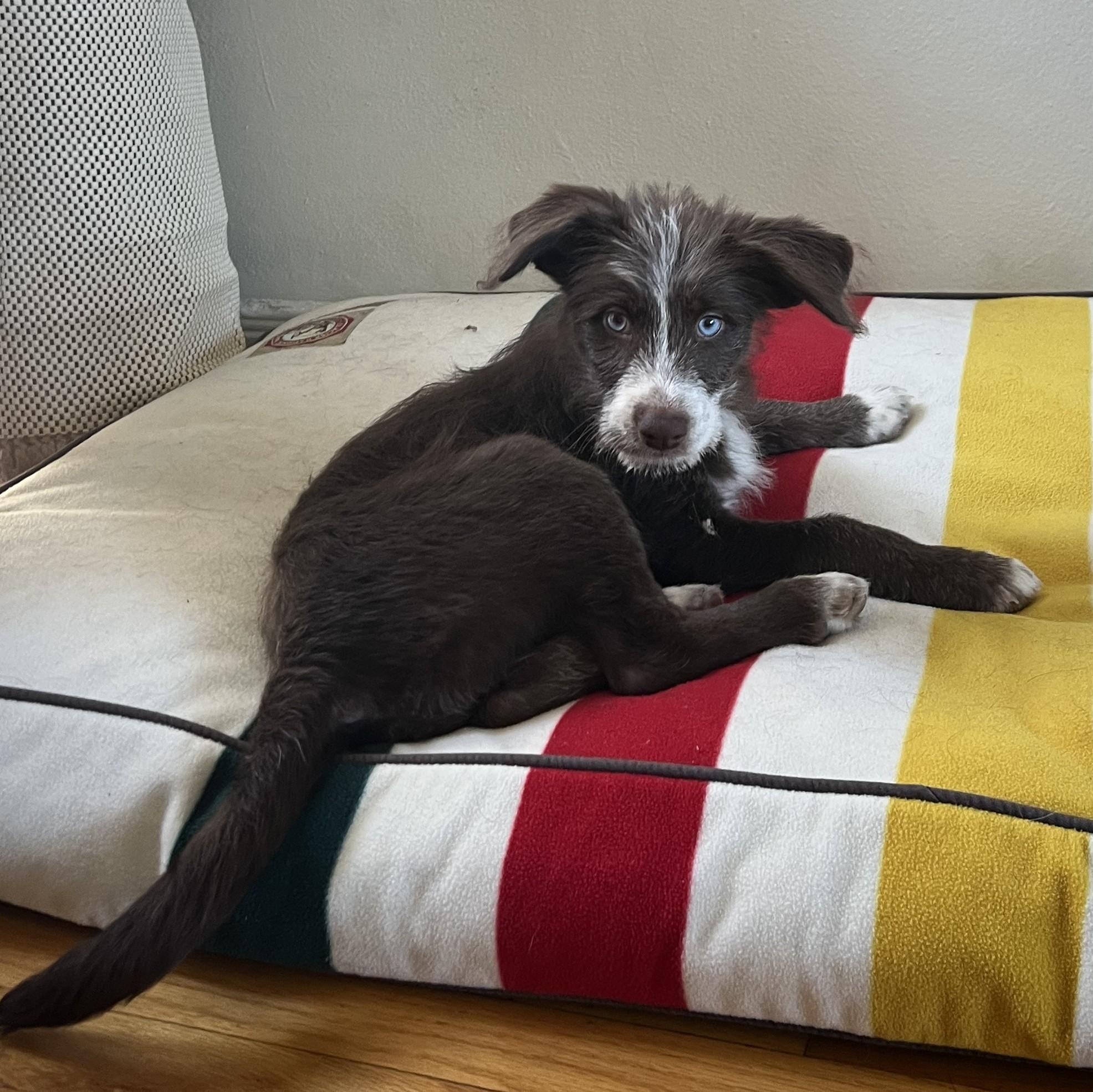 Enlarge Cosima, a Adoptable mixed breed in Los Angeles, CA image 3/5