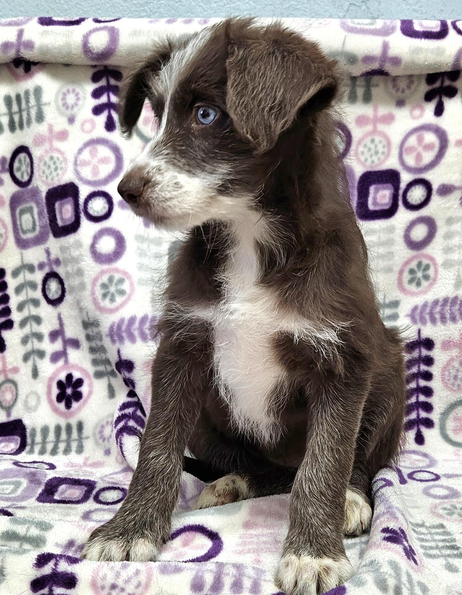 Enlarge Cosima, a Adoptable mixed breed in Los Angeles, CA image 5/5