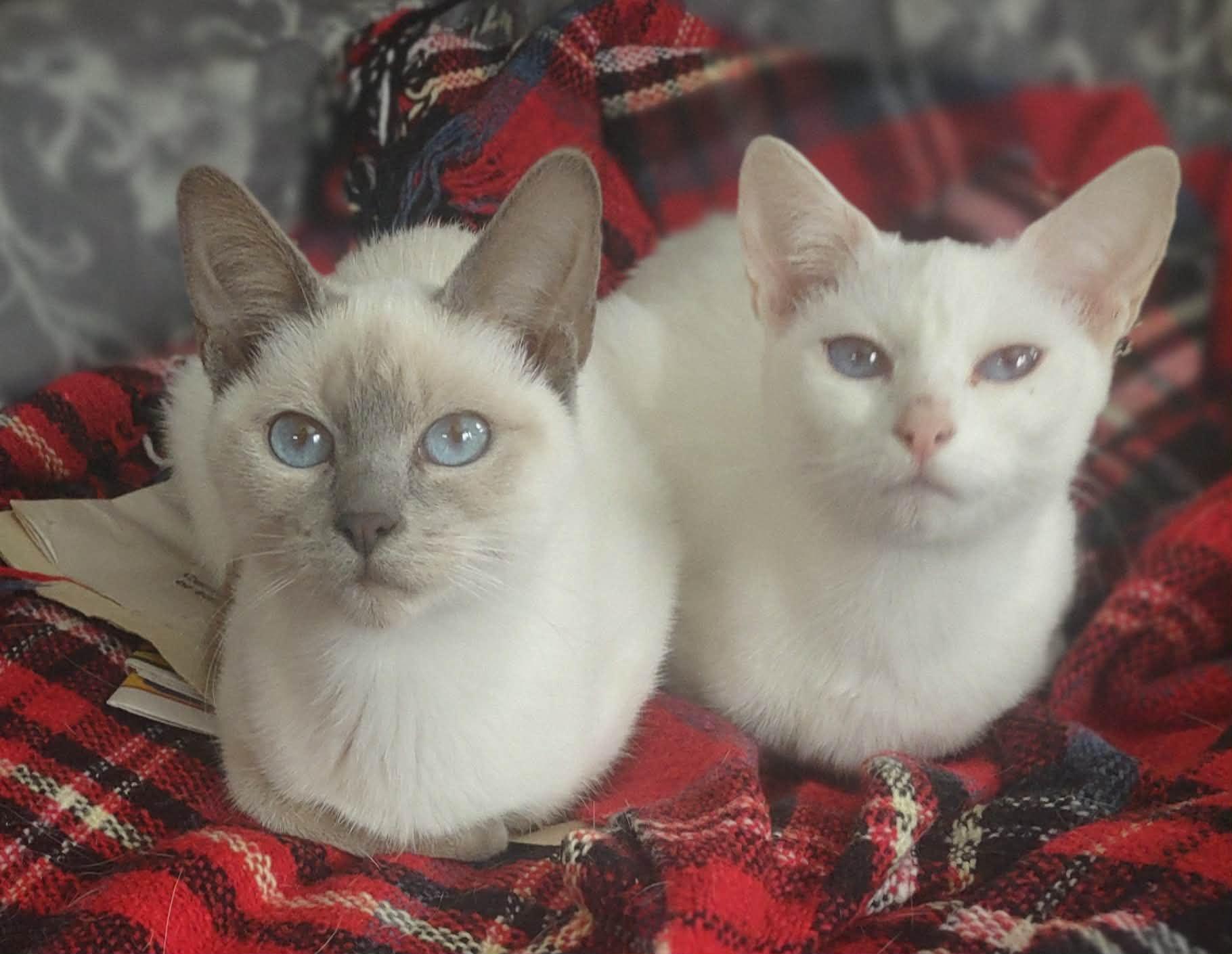 Enlarge Orchid & Opal, an adopted Siamese in Fredericton, NB image 1/1