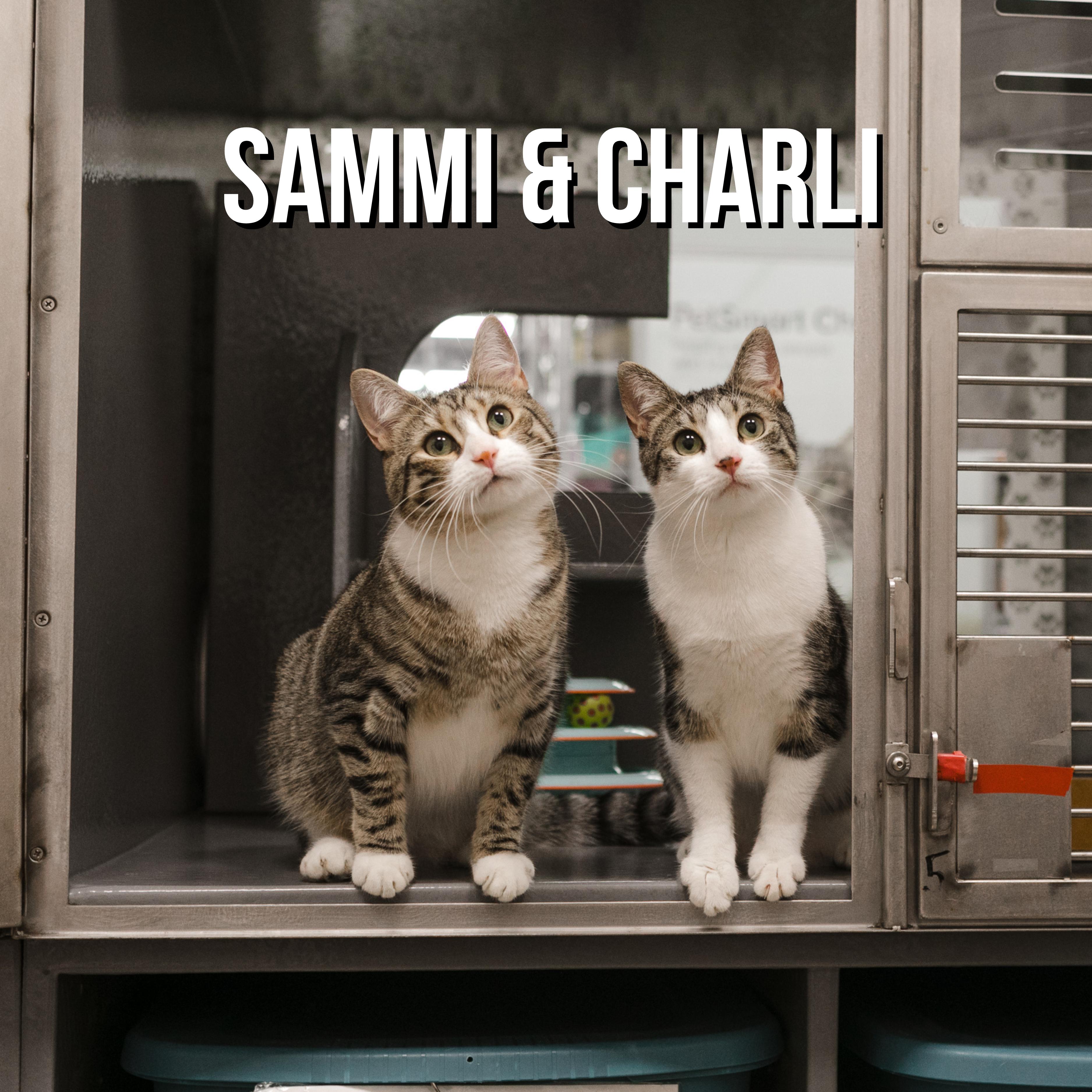Charli & Sammi (Minerva adopted)