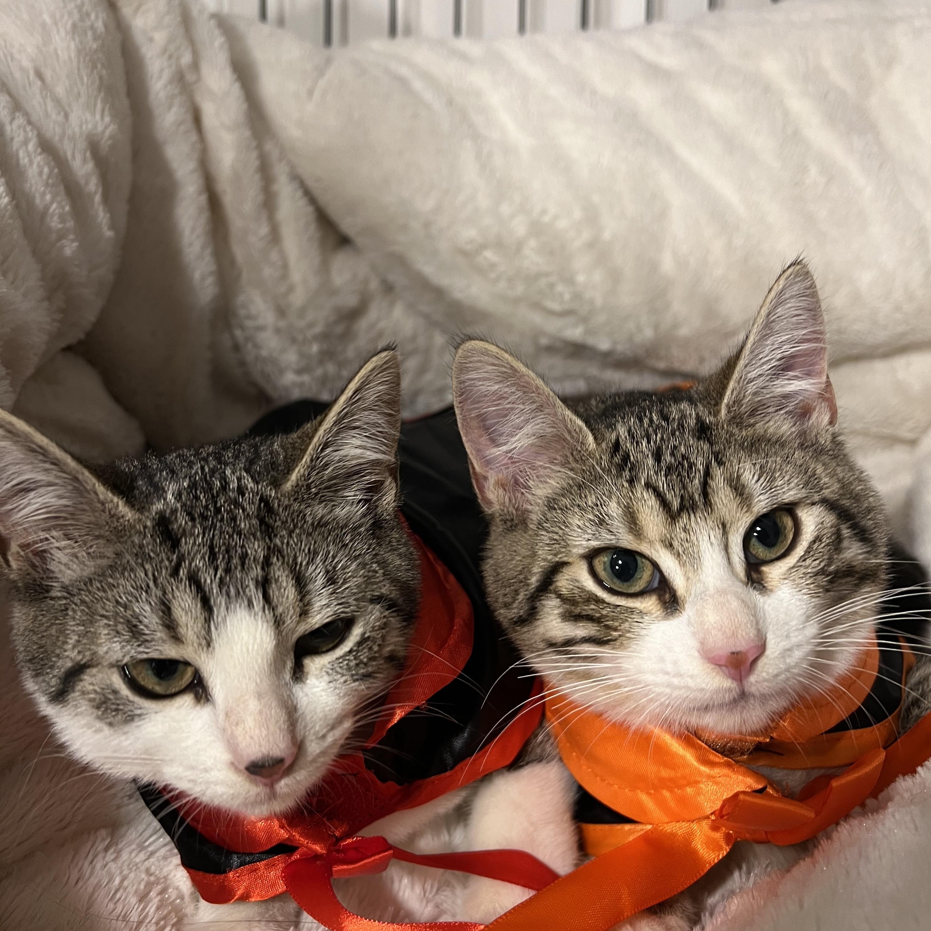 Charli & Sammi (Minerva adopted)