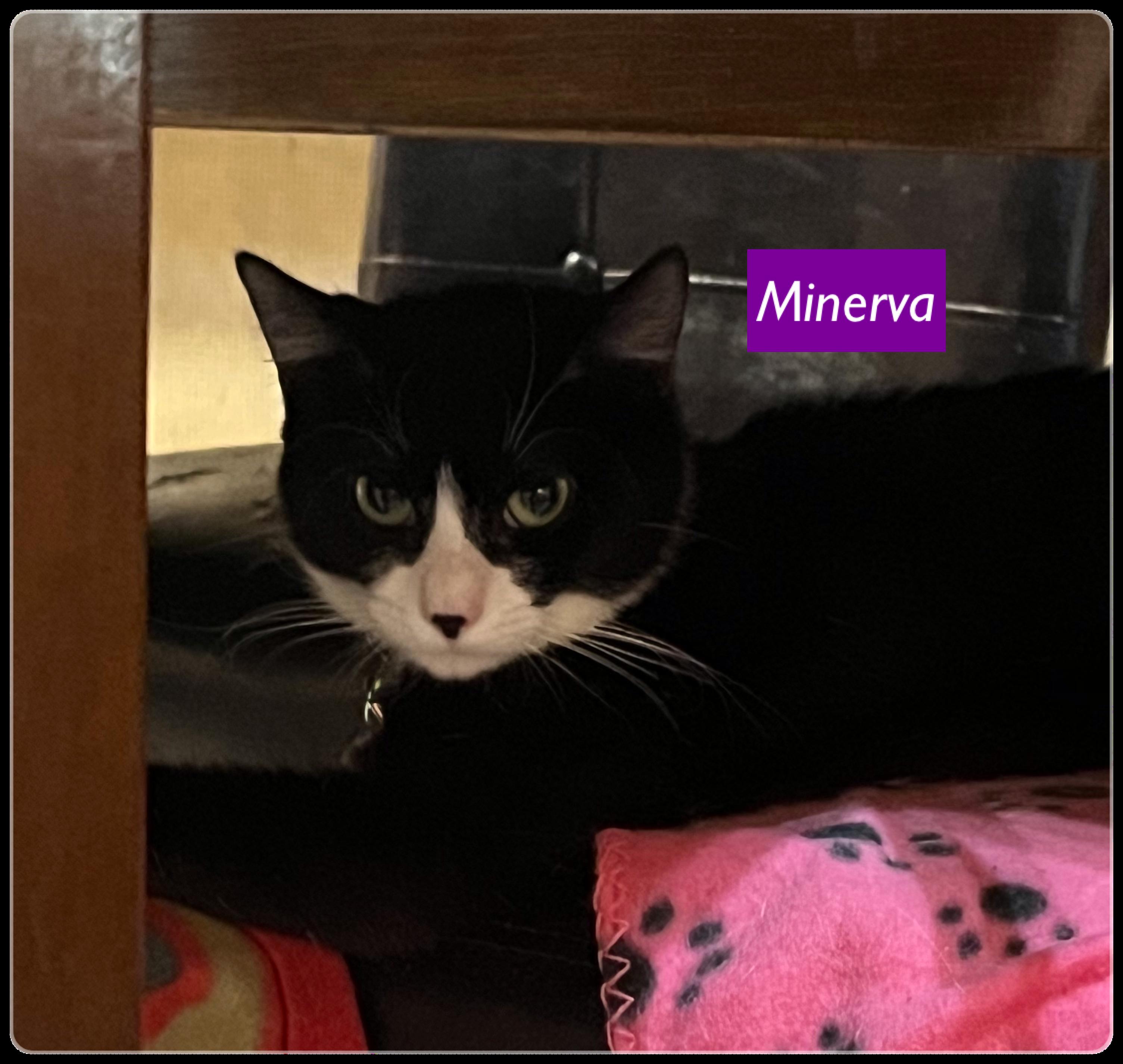 Charli & Sammi (Minerva adopted)