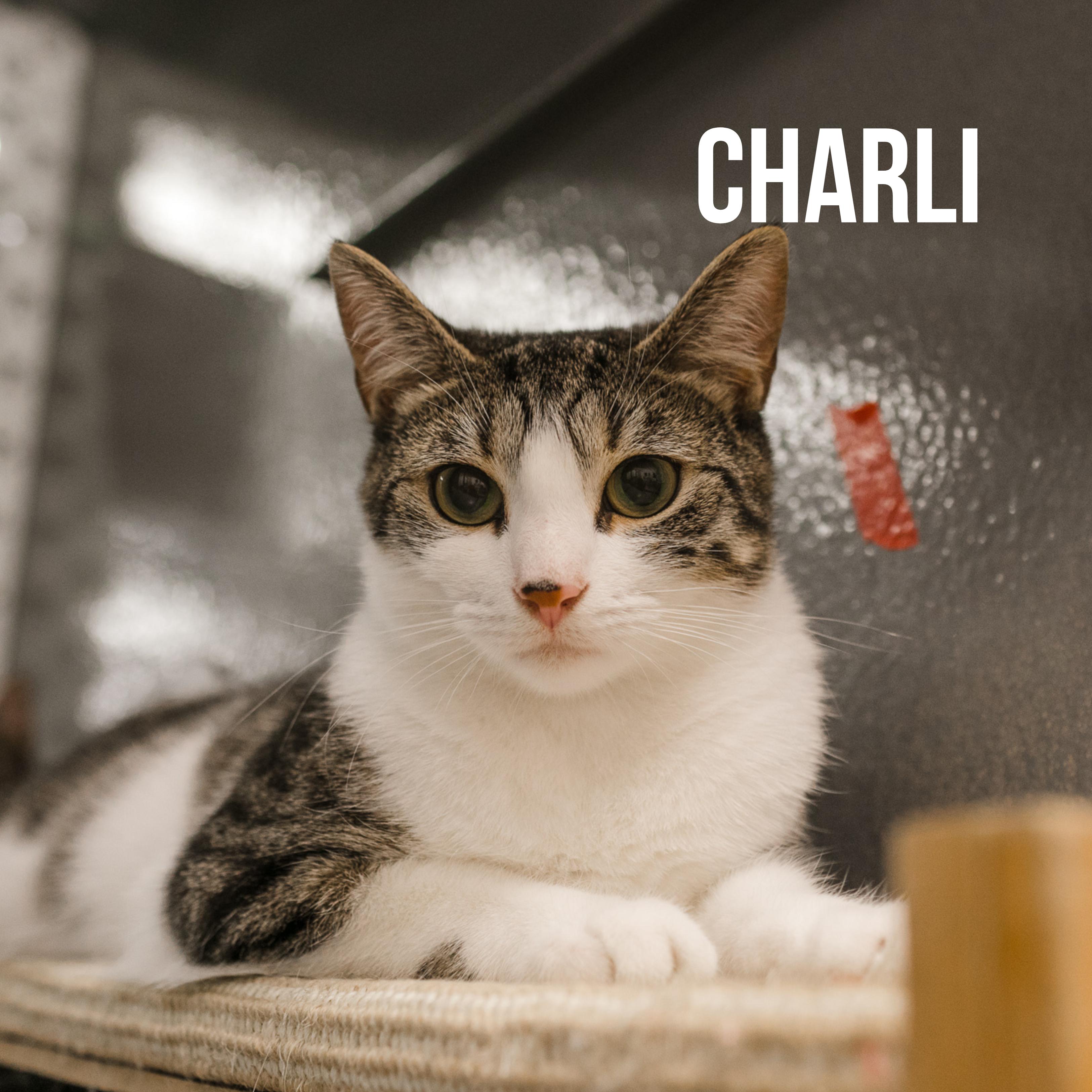 Charli & Sammi (Minerva adopted)