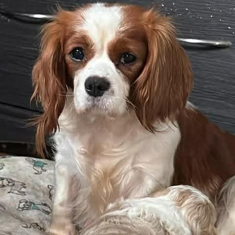 Bonnie, a ADOPTABLE Cavalier King Charles Spaniel in Homer Glen, IL image 2/4