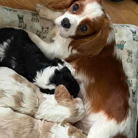 Bonnie, a ADOPTABLE Cavalier King Charles Spaniel in Homer Glen, IL image 4/4