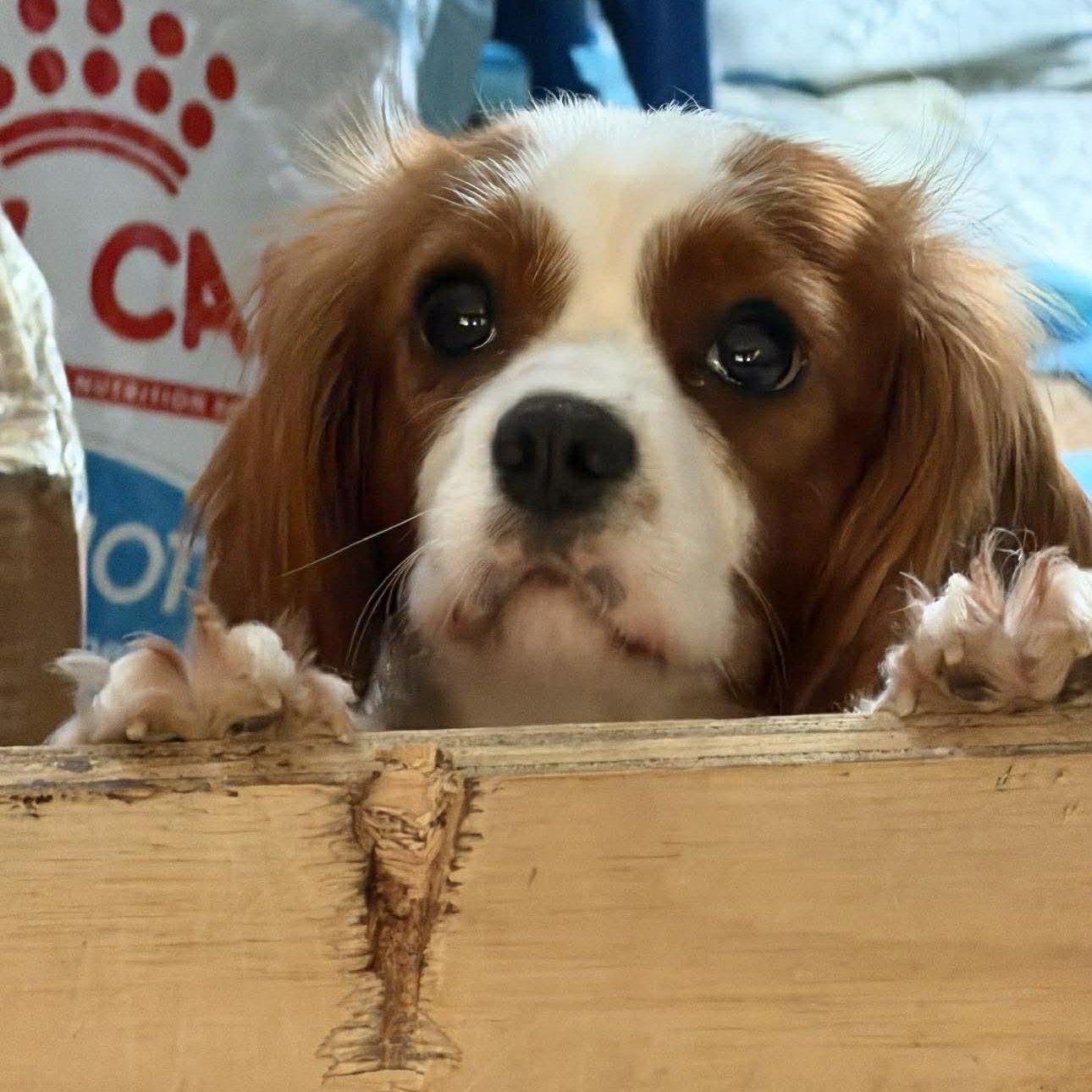 Bonnie, a ADOPTABLE Cavalier King Charles Spaniel in Homer Glen, IL image 1/4