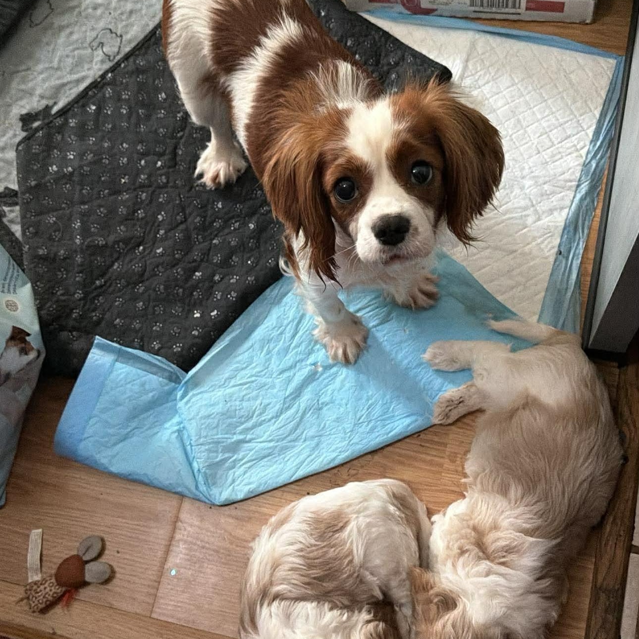 Bonnie, a ADOPTABLE Cavalier King Charles Spaniel in Homer Glen, IL image 3/4