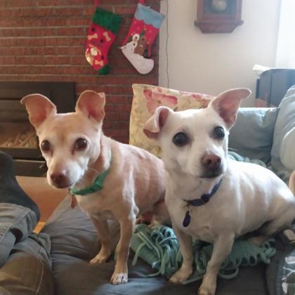 Pickle, Adoptable, Senior Female Chihuahua & Mixed Breed.