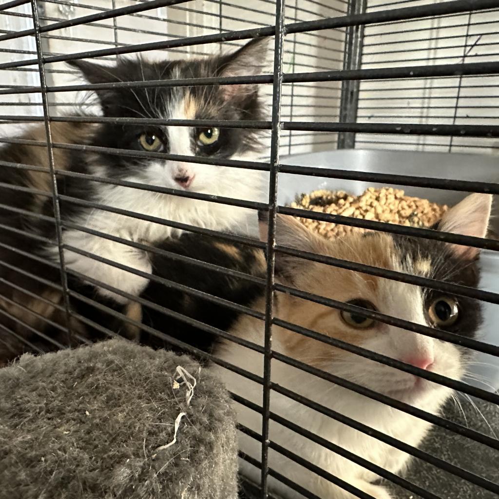 Enlarge Kit, a Adoptable Domestic Short Hair in Galesburg, IL image 1/1